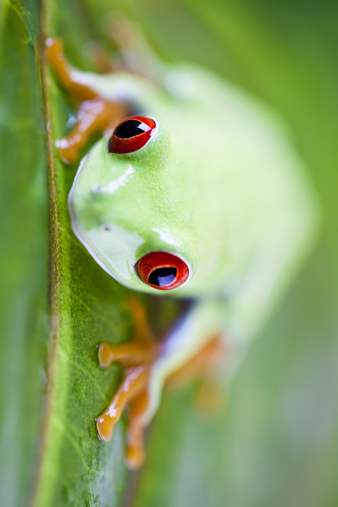 Red eyed frog green tree on colorful background