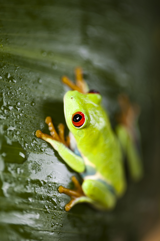 Frog on the leaf on colorful background