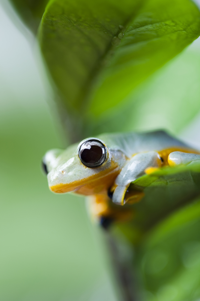 Flying Frog in the jungle on colorful background