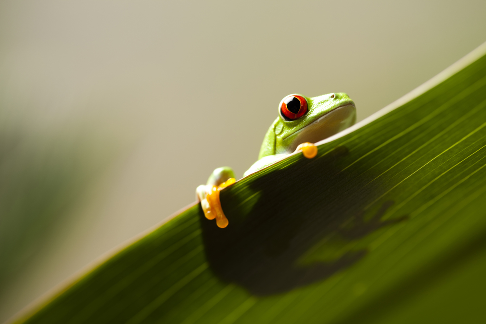 Frog shadow on the leaf on colorful background