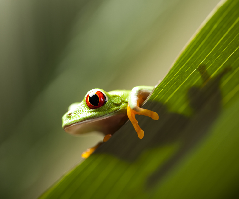 Red eye tree frog on colorful background
