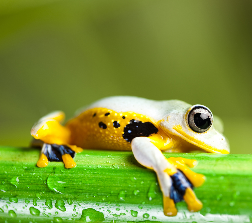 Frog on the leaf on colorful background