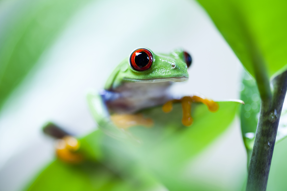 Exotic frog on colorful background