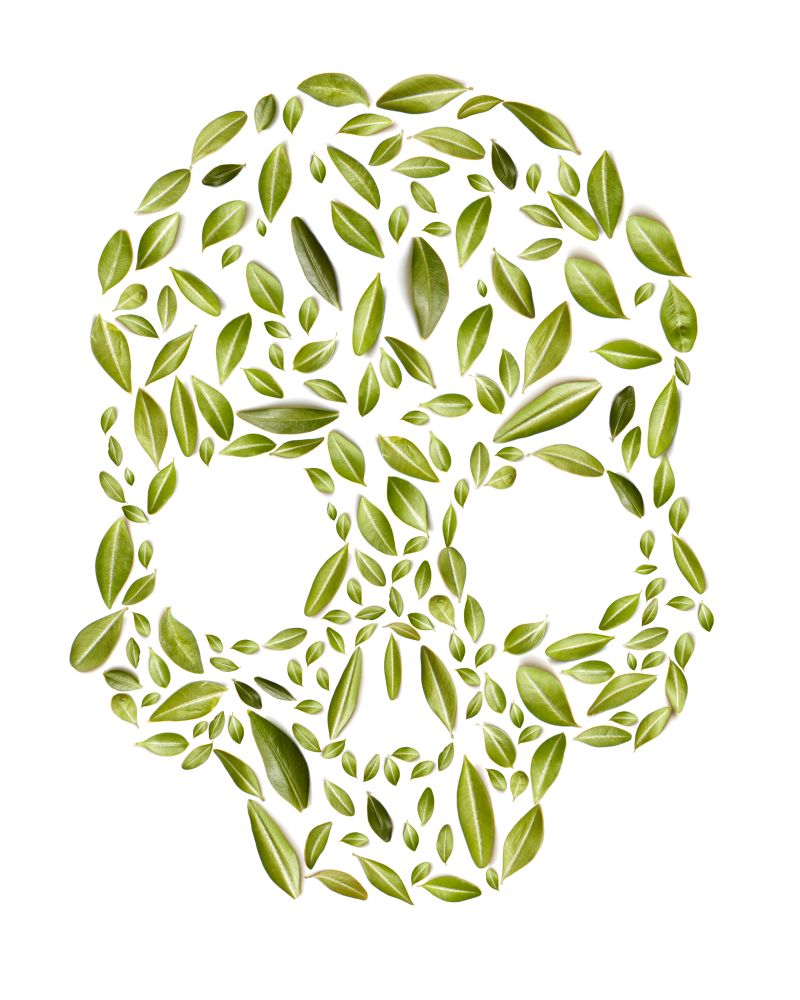 skull made of green leaves on white background, eco concept, health. skull made of green leaves,eco concept