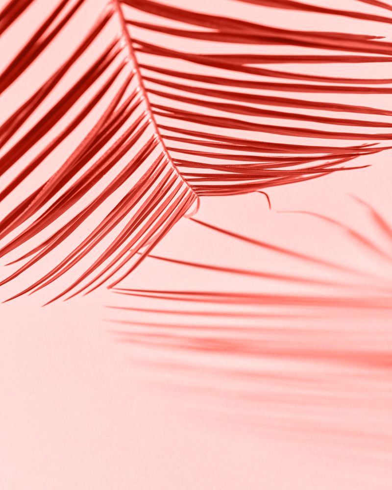 Exotic palm leaf with pattern reflection and shadows on a color of the year 2019 Living Coral pantone background, copy space. Natural layout.. Creative pattern from palm leaf with shadows on a on a color of the year 2019 Living Coral background. Fashionable pantone trendy color.
