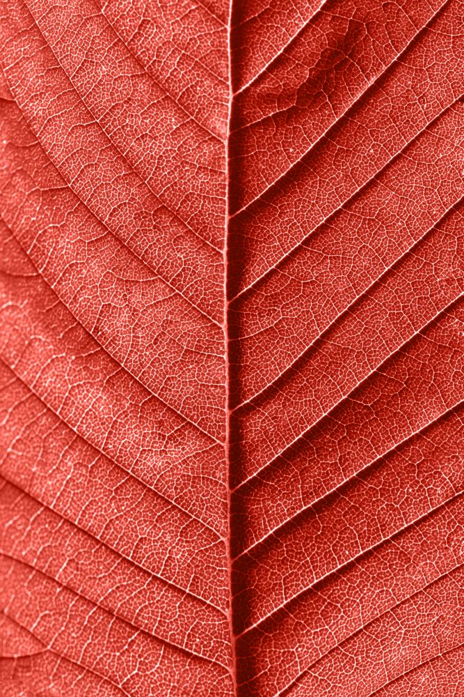 Macro photo of natural pattern of back side leaf with veins. Creative background in a trendy color of spring-summer 2019 season - Living Coral pantone .. Decorative textured viens leaf macro pattern as a creative background for your ideas in a color of the year 2019 Living Coral pantone . Top view