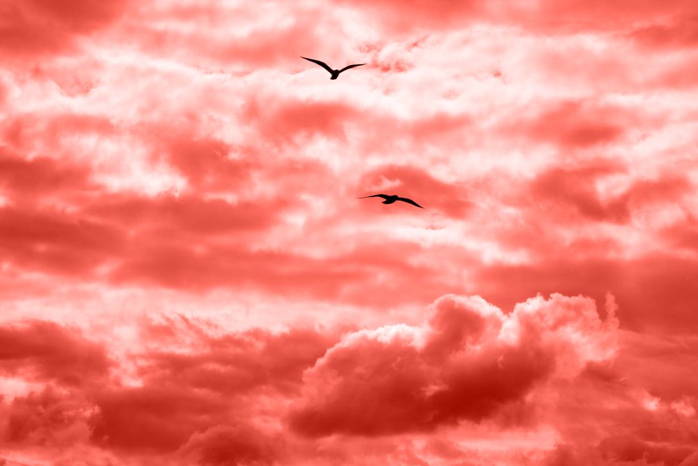 Bright sunlight through clouds against clear sky in a color of ear 2019 Living Coral, two flying seagulls on a background of a sky.. Flying birds on a background of the cloudy sky in a fashionable pantone trendy color of the year 2019 Living Coral.