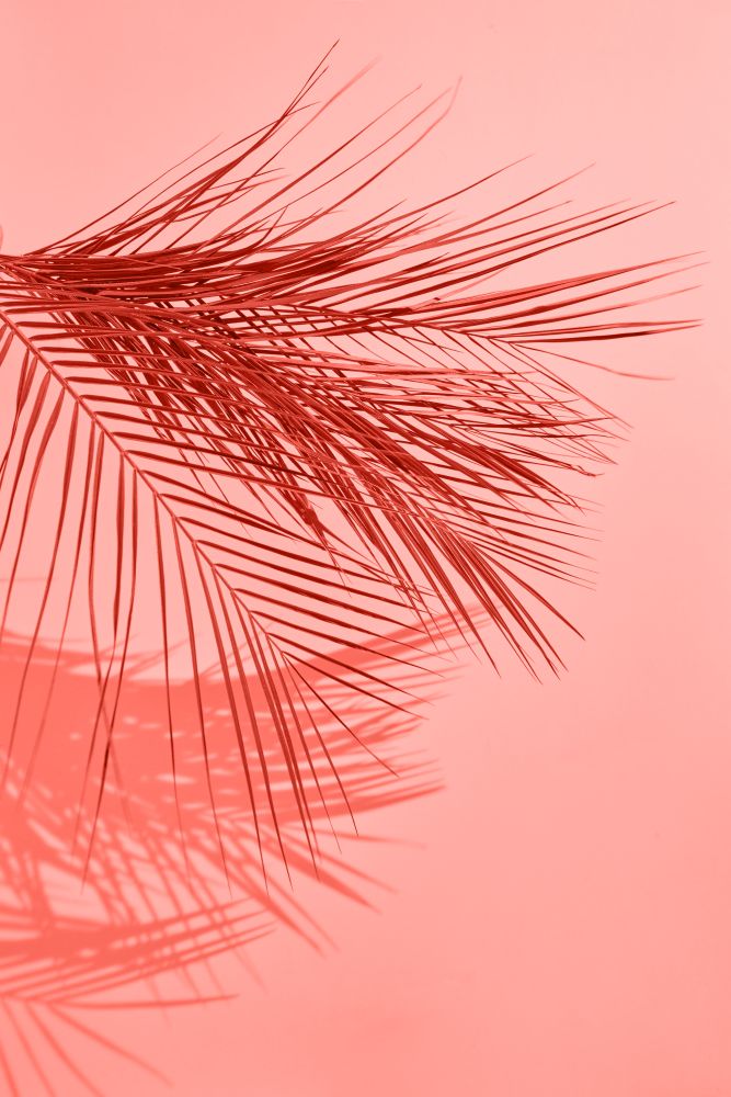 Creative pattern from palm leaf with shadows on a on a color of the year 2019 Living Coral background. Fashionable pantone trendy color.. Tropical palm leaf pattern with shadows on a background in color of the year 2019 Living Coral pantone, copy space. Place for text.