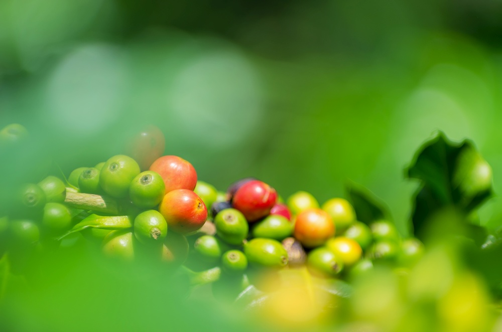 Ripe coffee Fruit on the tree species on a Soft focus..  Fruit coffee