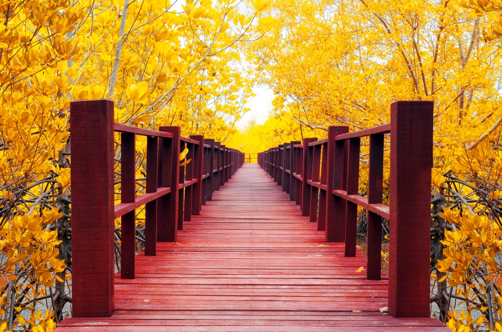 Red wooden bridge into the autumn forest.. wooden bridge & autumn forest.