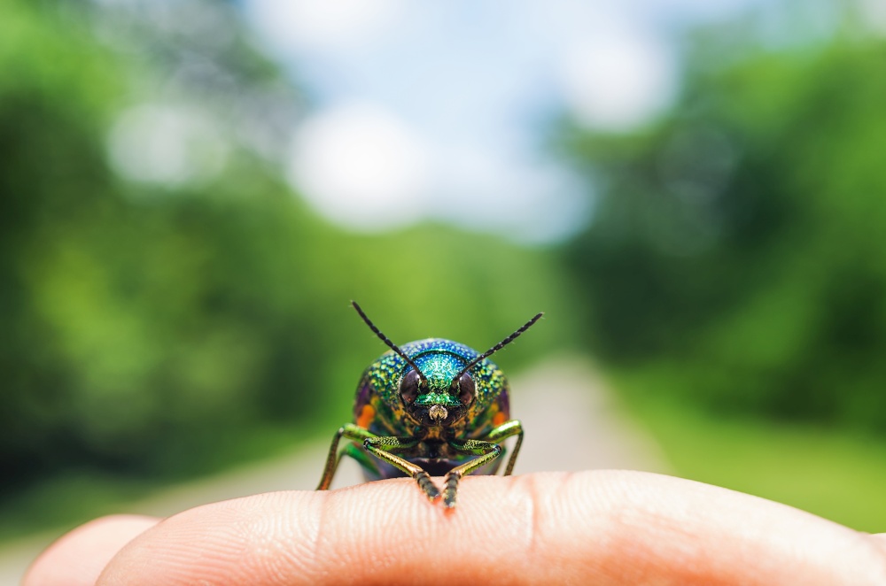 Metalic Wood Boring Beetle on finger with blurred nature, Soft focus.. Metalic Wood Boring Beetle