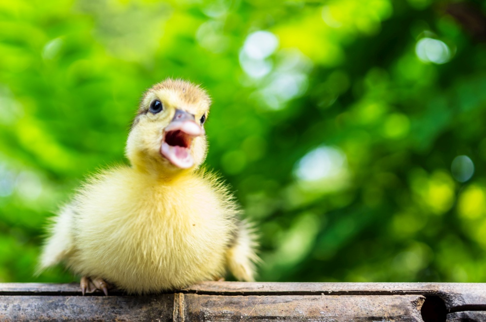 Duckling on wood. behind the scenes of nature.. Duckling