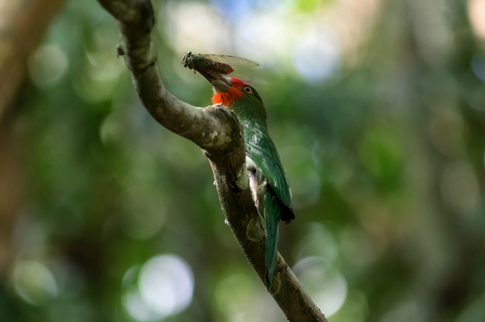 Beautiful Red bearded bee eater (Nyctyornis amictus), bird with insect prey in its mouth for feeding.. Nyctyornis amictus