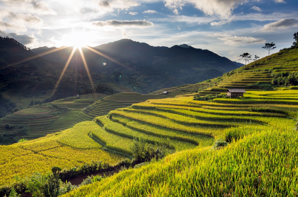 Rice fields on terraced of Mu Cang Chai, YenBai, Vietnam. Rice fields prepare the harvest at Northwest Vietnam.. Mu Cang Chai