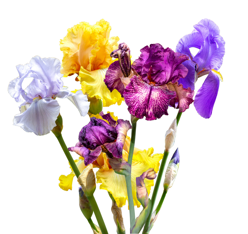 Large flowers irises isolated on white background