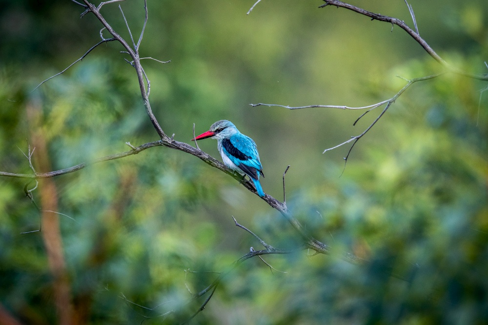 Woodland kingfisher perching on a branch in the WGR, South Africa.