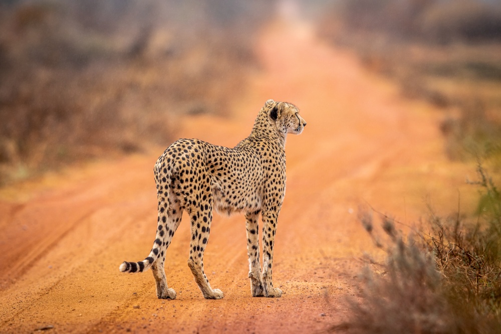 Cheetah standing on a dirt road and observing in the WGR, South Africa.