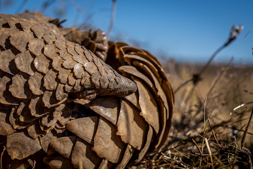 Ground pangolin rolling up in the grass in the WGR, South Africa.