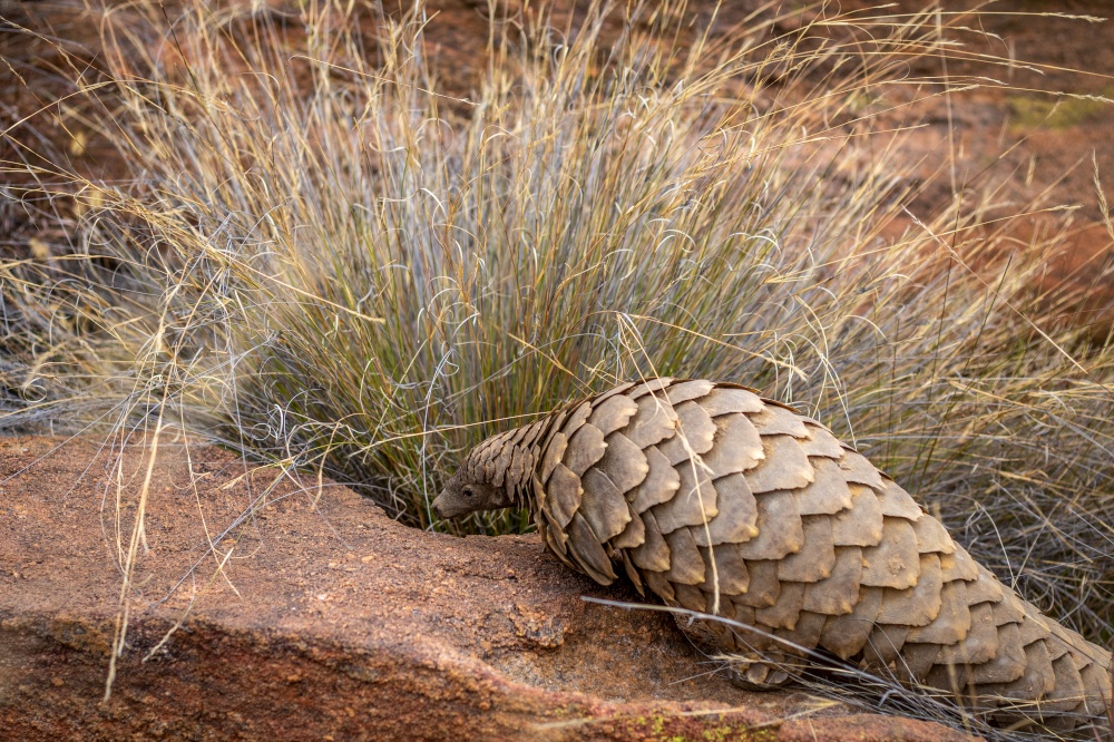 Ground pangolin crawling in the bush in the WGR, South Africa.