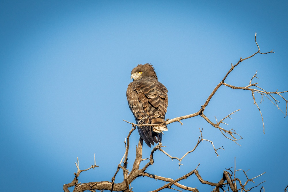 Brown-chested snake eagle perching on a branch in the WGR, South Africa.