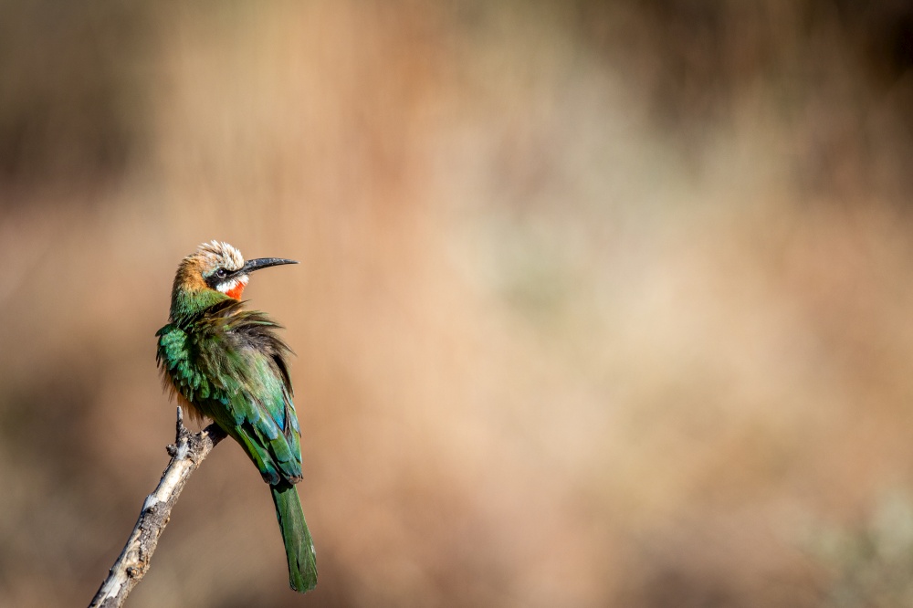 White-fronted-bee-eater sitting on a branch in the WGR, South Africa.