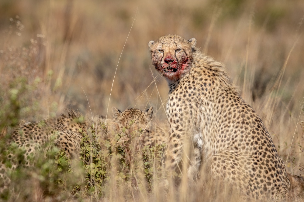 Group of Cheetahs feeding on a Blue wildebeest in the WGR, South Africa.
