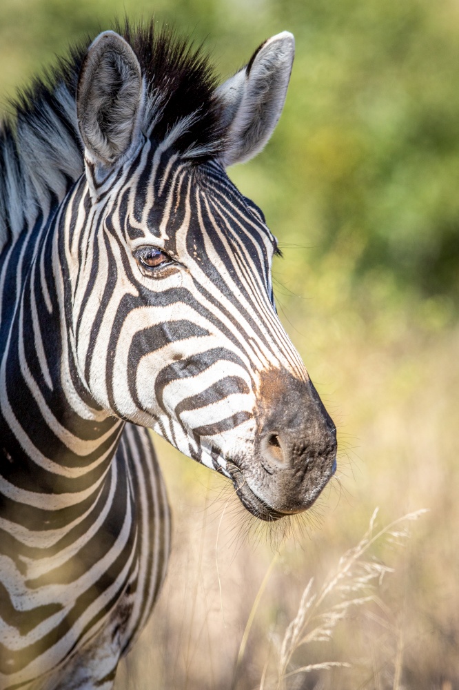 Close up of a Burchell&rsquo;s zebra head in the WGR, South Africa.