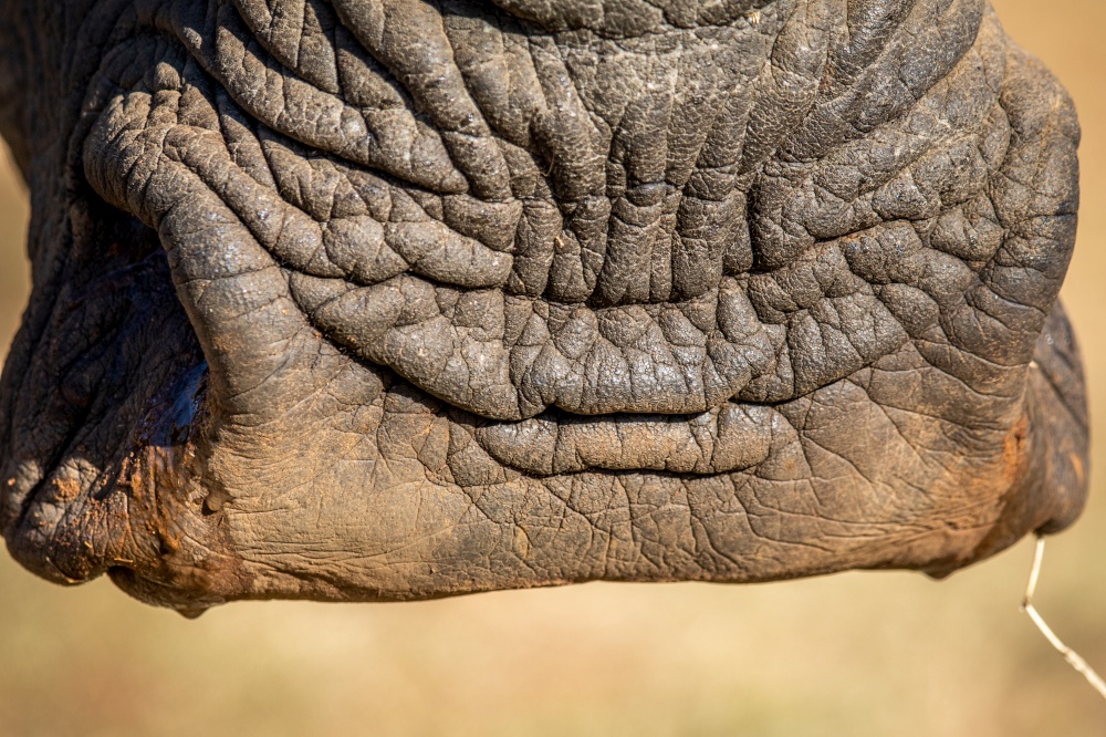 Close up of a White rhino mouth, South Africa.