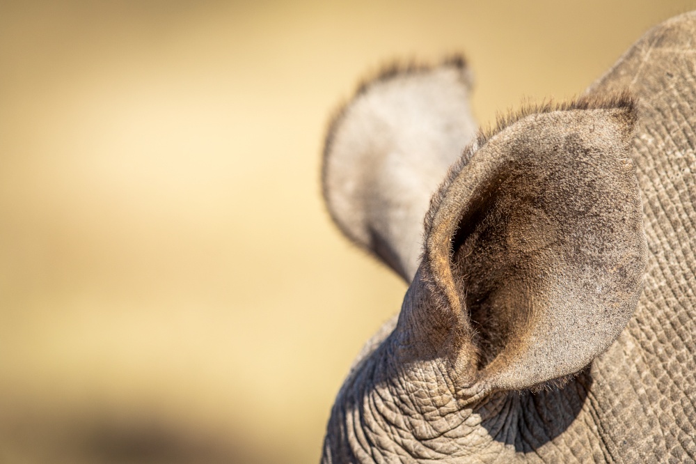 Close up of a White rhino ear, South Africa.