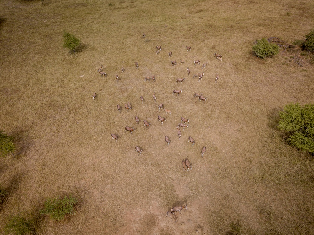 Drone picture of a herd of Blesbok in an open grass plain in the WGR, South Africa.