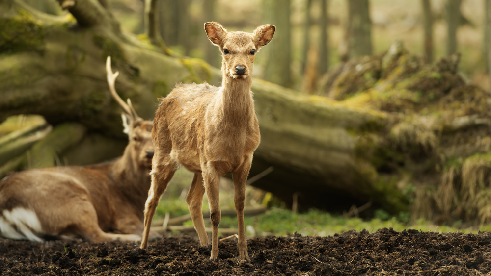 Wild young deer in the spring sunny forest, Klampenborg Denmark