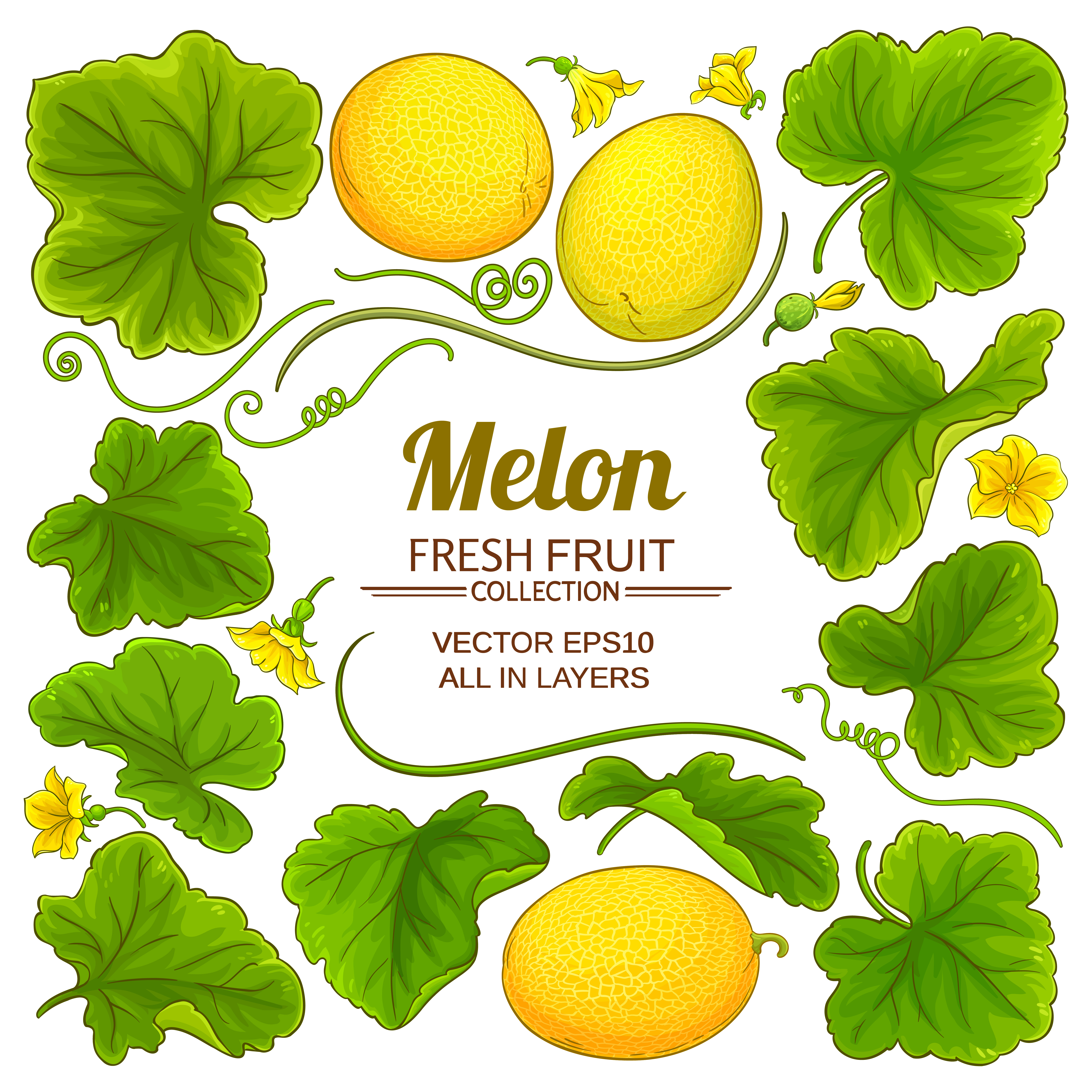 melon elements set on white background. melon elements set