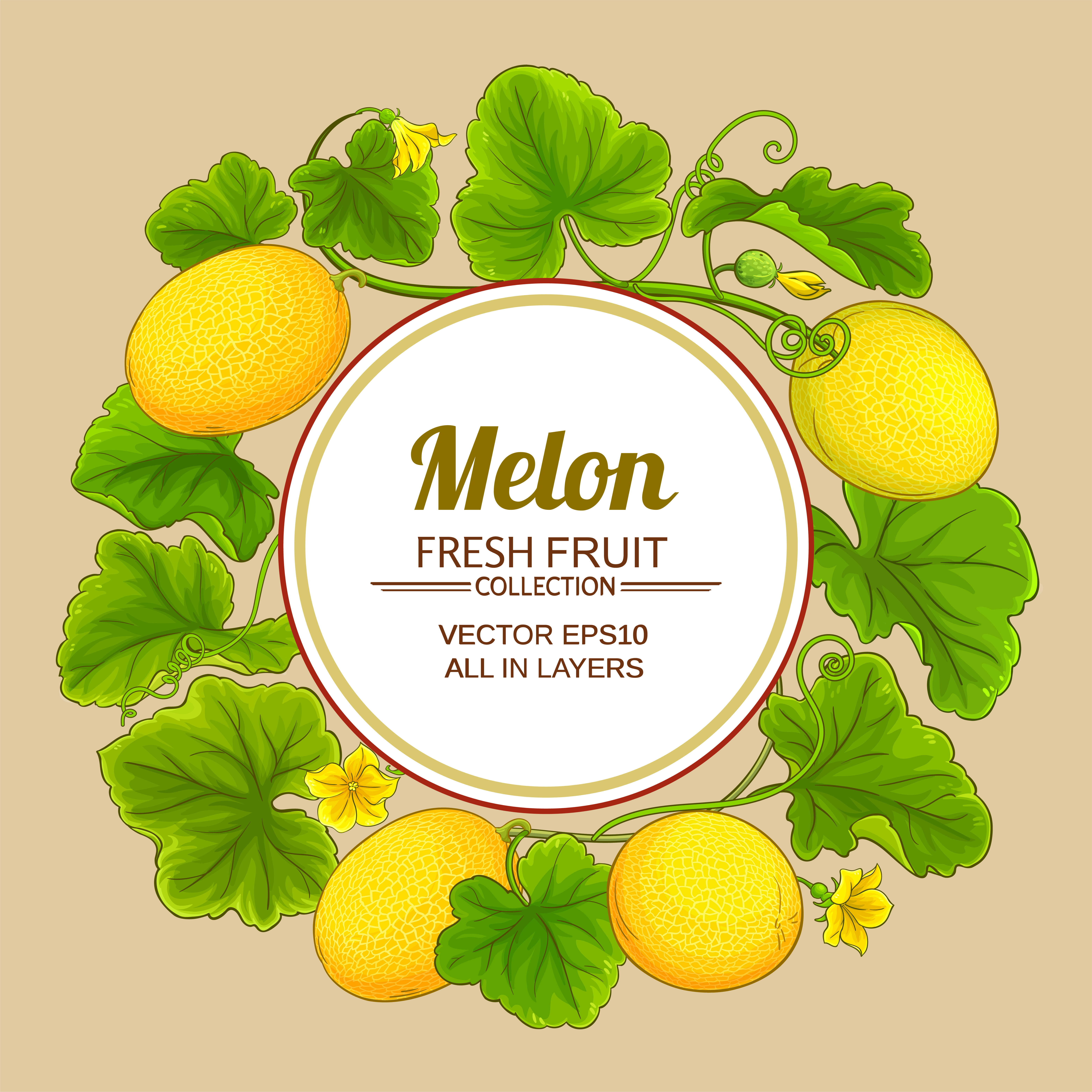 melon vector frame on color background. melon vector frame