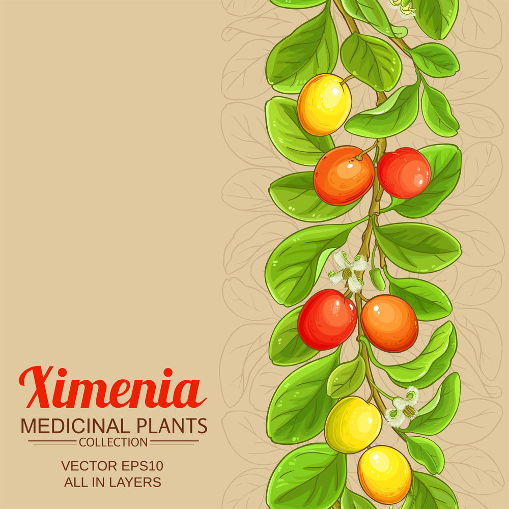 ximenia vector pattern on color background. ximenia vector background