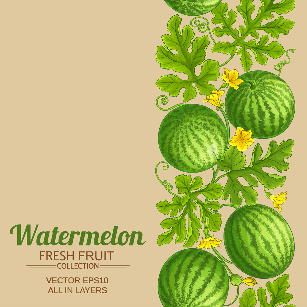 watermelon vector pattern on color background. watermelon pattern on color background
