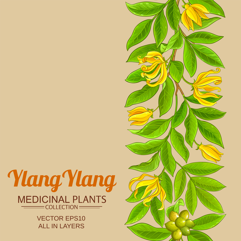 ylang ylang branches vector pattern on color background. ylang ylang vector pattern on color background