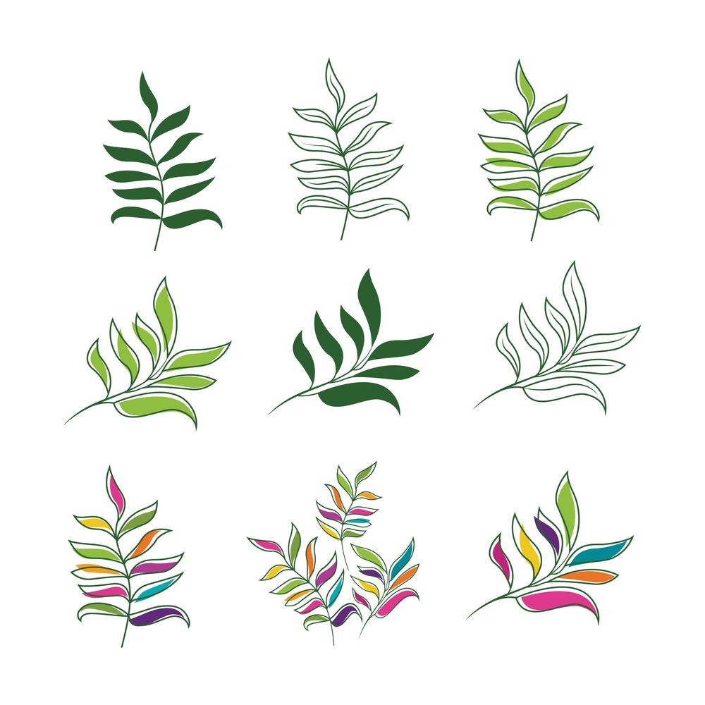 tropical leaf Vector icon design illustration Template