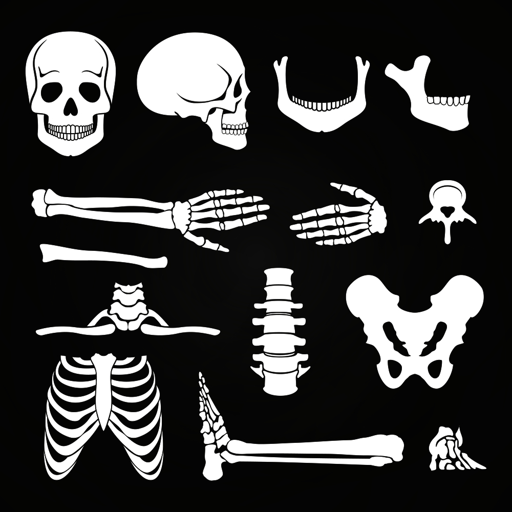 Human bones collection on chalkboard. Skeleton human anatomy, backbone and hand bone. Vector illustration. Human bones collection on chalkboard