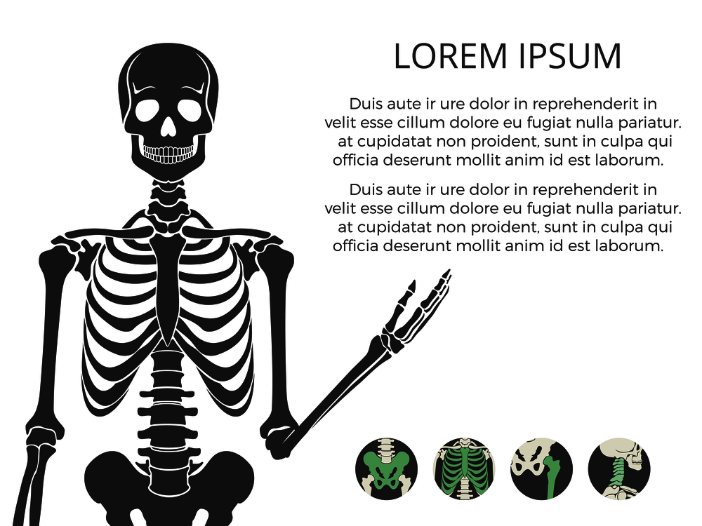 Medicinal poster or banner with human skeletone and bones. Vector illustration. Medicinal poster or banner with human skeletone and bones