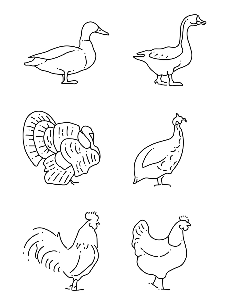Popular farm birds thin line icons. Collection of farm bird linear style. Vector illustration. Popular farm birds thin line icons