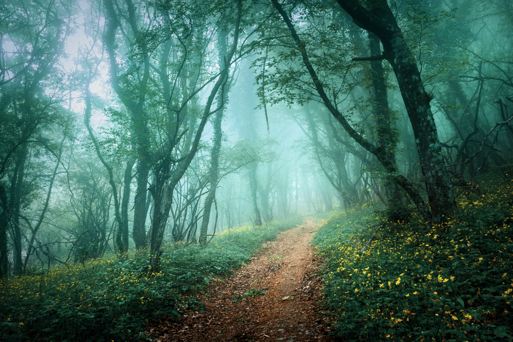 Road through a mysterious dark forest in fog with green leaves and yellow flowers. Spring morning in Crimea. Magical atmosphere. Fairytale. Road through a mysterious dark forest in fog with green leaves a