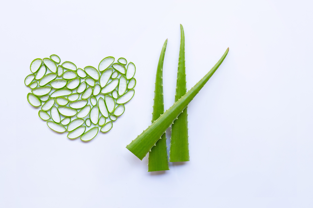 Aloe vera slices heart shape and aloe vera leaves on white background. Copy space