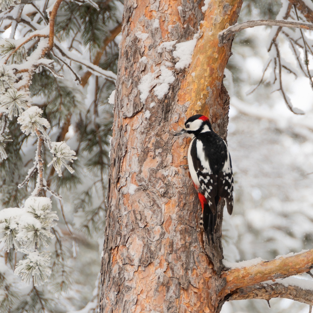 Woodpecker on tree trunk in winter forest. Wild birds in wild during cold weather.