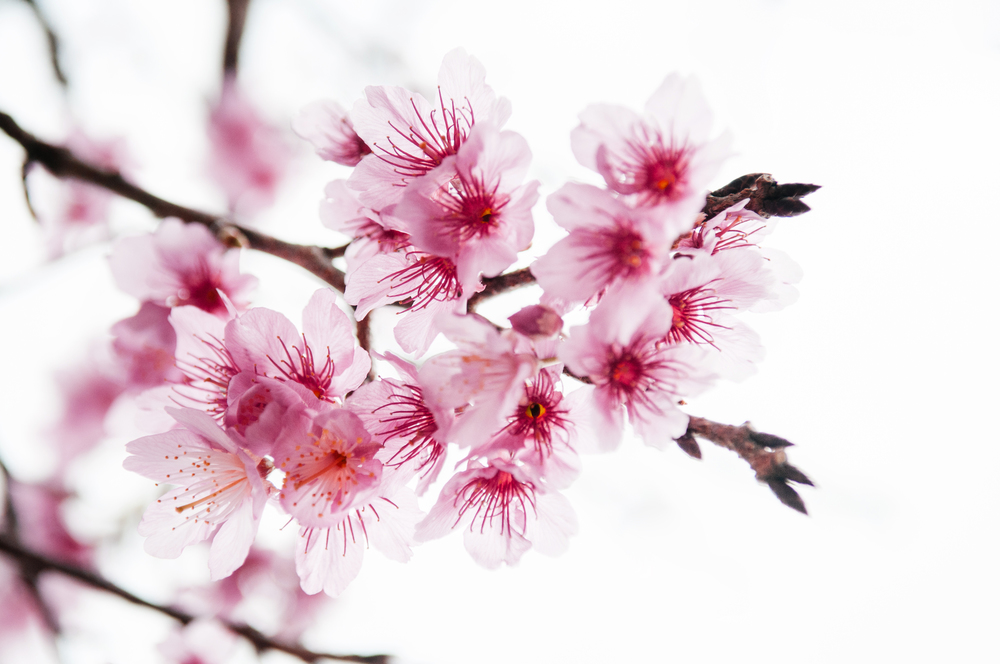 Full bloom Sakura or cherry blossom flower on nature background on Kouri island in spring season, Naha, Okinawa, Japan