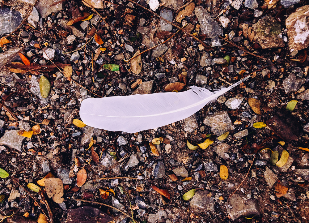 White bird feather on soil ground with dirty stones colourful dry leaves