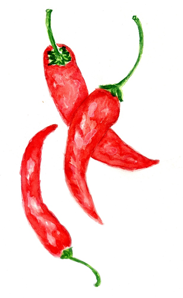 Hand drawn red chili pepper watercolor illustration.