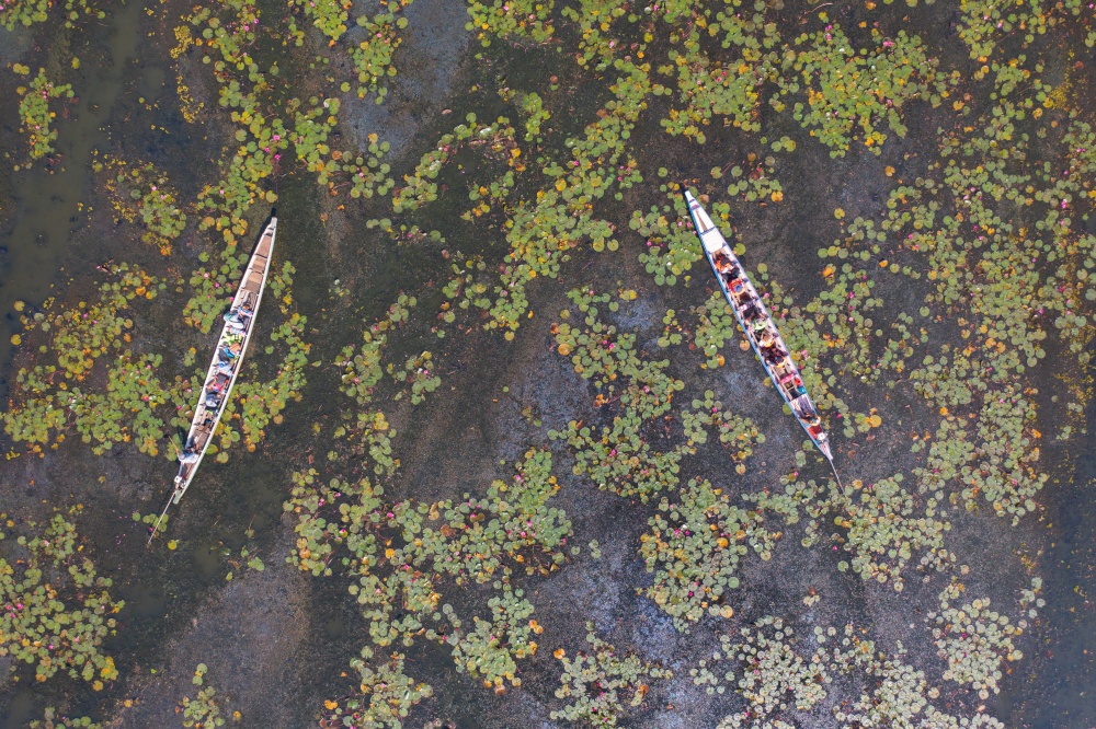 Aerial top view of a tourist boat pink lotus flowers in pond or lake in national park in Thale Noi, Songkhla, Thailand.