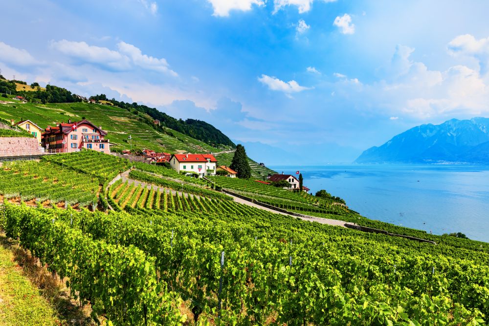Scenic summer view of vineyards and cottage houses in mountain village in Alps near Geneva Lake, Switzerland