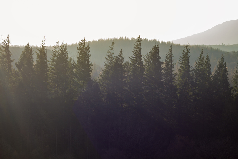 Pine trees against sunlight haze