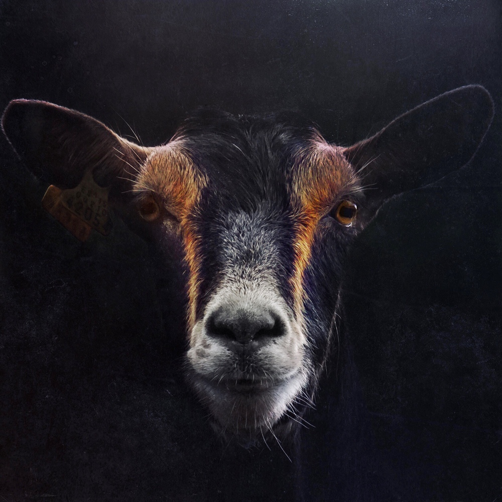 the goat portrait
